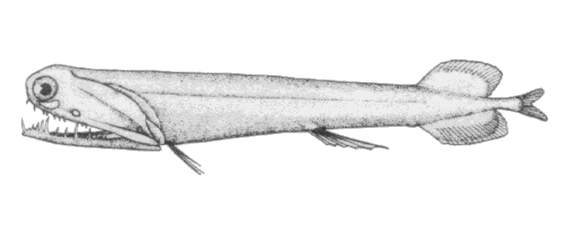 Malacosteus niger Ayres, 1848
